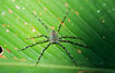 Spider in the Bolivian rainforest.