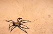 Spider in the Bolivian rainforest.