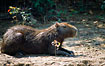 Photo ofCapybara (Hydrochaeris hydrochaeris). Photographer: 