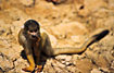 Photo ofBolivian Squirrel Monkey (Saimiri boliviensis). Photographer: 