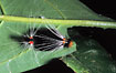 Catrepillar in the Bolivian rainforest.
