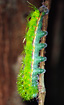 Caterpillar in the Bolivian rainforest.