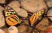 Unidentified butterflies in the Bolivian rainforest.