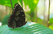 Unidentified Morpho butterfly in the Bolivian rainforest.