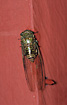 Unidentified Cicada.
