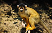 Bolivian Squirrel Monkey on the bank of a river in the Bolivian pampas.