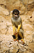 Bolivian Squirrel Monkey on the bank of a river in the Bolivian pampas.