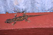 An unidentified gecko on the toilet in a small Bolivian jungle town.