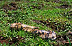 False Water Cobra that is caught on the Bolivian pampas and is called Cobra Anaconda by the local guides.