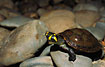 A young Yellow-spotted Amazon-River Turtle, in the Bolivian rainforest.