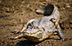 Foto af Brille Kaiman (Caiman crocodilus). Fotograf: 