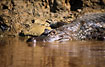 Foto af Brille Kaiman (Caiman crocodilus). Fotograf: 