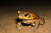 Photo ofToad species (Bufo sp.). Photographer: 