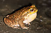 A toad.