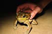 A large toad in the Bolivian rainforest.