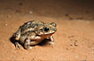 A species of frog in the Bolivian rainforset.