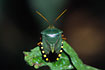 A very large true bug in the Bolivian rainforest.