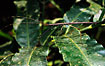 A stick insect in the Bolivian rainforest.
