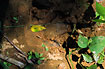 Footprint of a Tapir in the Bolivian rainforest.