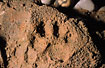 Footprint of Ocelot in the Bolivian rainforest.