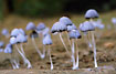 Small mushrooms in the Bolivian rainforest.