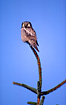 Northern Hawk Owl. A North Scandinavian bird on a winter visit in Denmark.