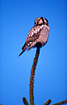 Northern Hawk Owl. A North Scandinavian bird on a winter visit in Denmark.