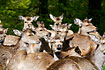Photo ofSika Deer (Cervus nippon). Photographer: 