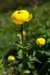 Globeflower visited by fly.