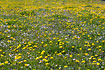 Meadow with Daisy and Dandelion