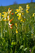 Cowslip on Katbjerg, Mariager Fjord. One is of a unusual reddish hybrid type.