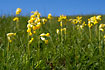 Photo ofCowslip (Primula veris). Photographer: 