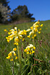 Cowslip on Katbjerg, Mariager Fjord.