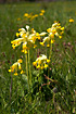 Cowslip on Katbjerg, Mariager Fjord.