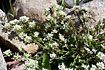 Photo ofCommon Scurvygrass (Cochlearia officinalis). Photographer: 