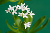 Flowering Woodruff (studiophoto).