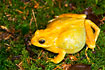 Yellow specimen of Common Frog. Wild frog collected by AQUA.