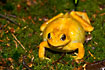 Yellow specimen of Common Frog. Wild frog collected by AQUA.