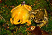 Yellow and normal specimen of Common Frog. Wild frog collected by AQUA.