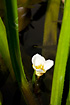 Photo ofWater-soldier (Stratiotes aloides). Photographer: 