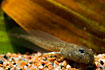 Photo ofGreen Toad (Bufo viridis). Photographer: 