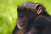 Chimpanzee, female. Captive.