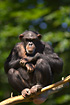 Foto af Chimpanse (Pan troglodytes). Fotograf: 