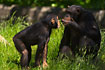 Chimpanzees, a female and a young male. Captive.
