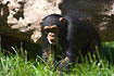Chimpanzees, a young male. Captive.