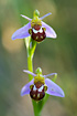 Bee Orchid in shade.