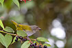 Photo ofDusky Bush-tanager (Chlorospingus semifuscus). Photographer: 