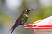 Male Gorgeted Sunangel on hummingbird feeder.
