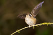 Photo ofSpeckled Hummingbird (Adelomyia melanogenys). Photographer: 