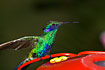 Sparkling Violetear on hummingbird feeder.